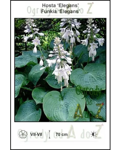 Hosta-Elegans.jpg