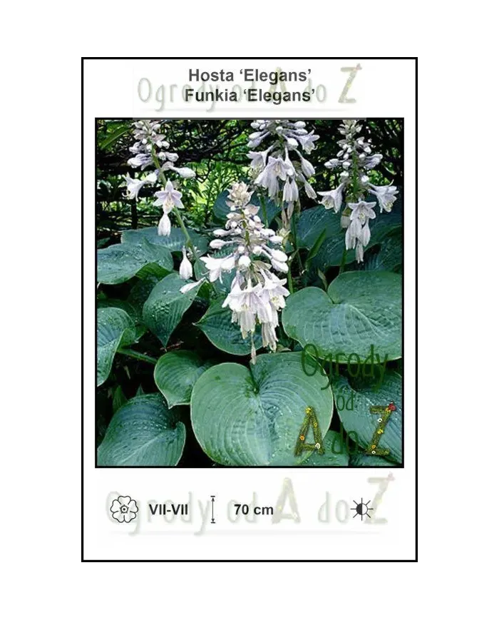 Hosta-Elegans.jpg