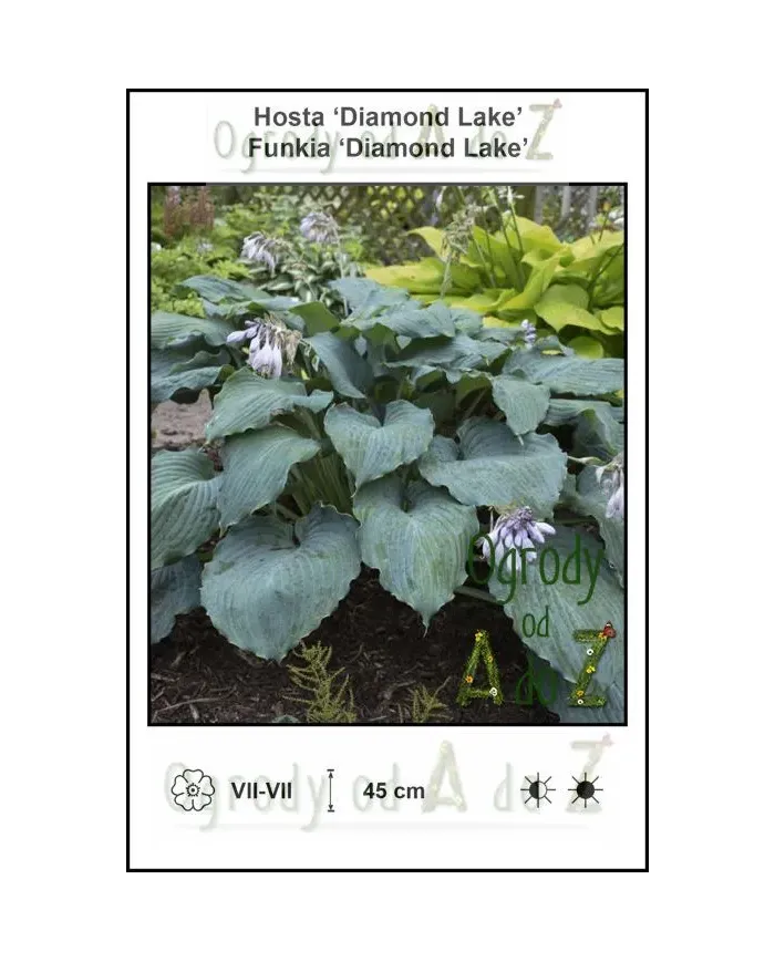 Hosta-Diamond-Lake.jpg