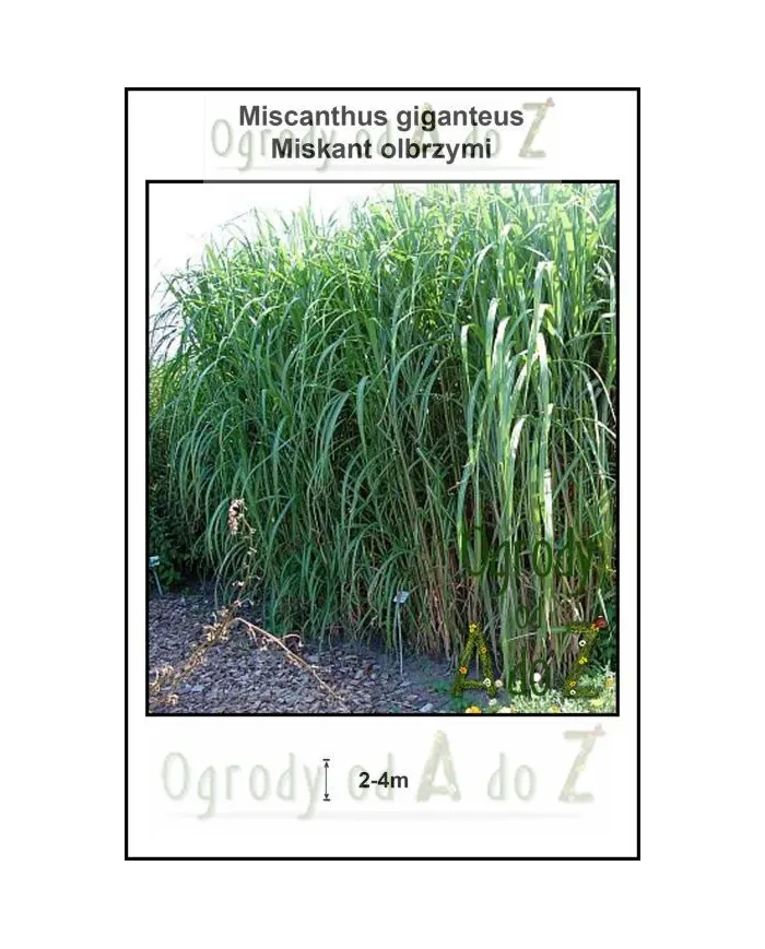Miscanthus-giganteus.jpg
