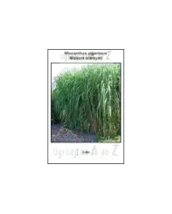 Miscanthus-giganteus.jpg
