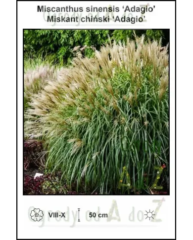 Miscanthus-sinensis-Adagio.jpg