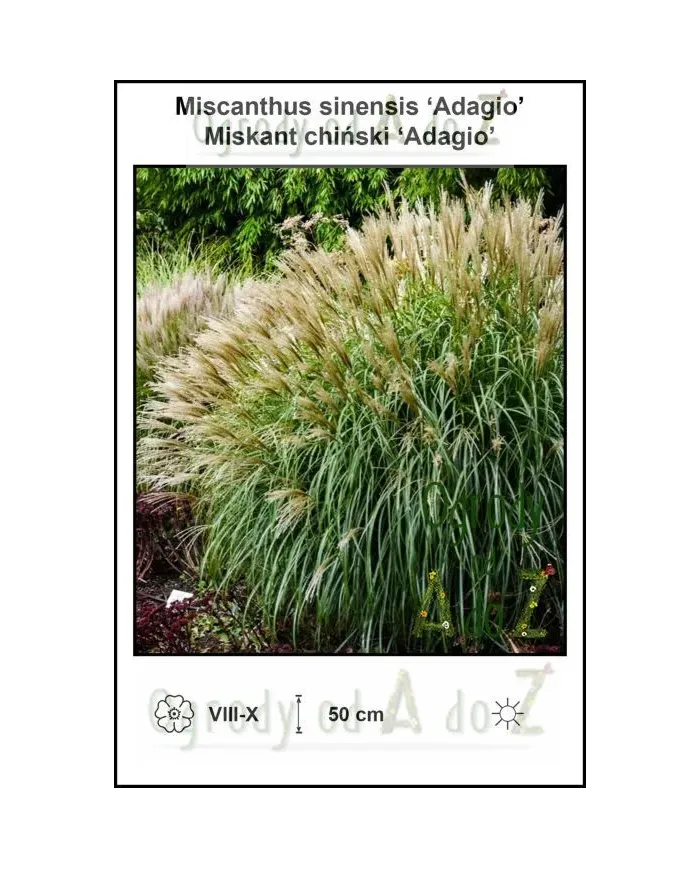 Miscanthus-sinensis-Adagio.jpg Miscanthus-sinensis-Adagio.jpg