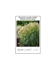 Miscanthus-sinensis-Adagio.jpg