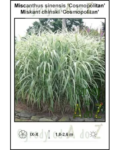 Miscanthus-sinensis-Cosmopolitan.jpg