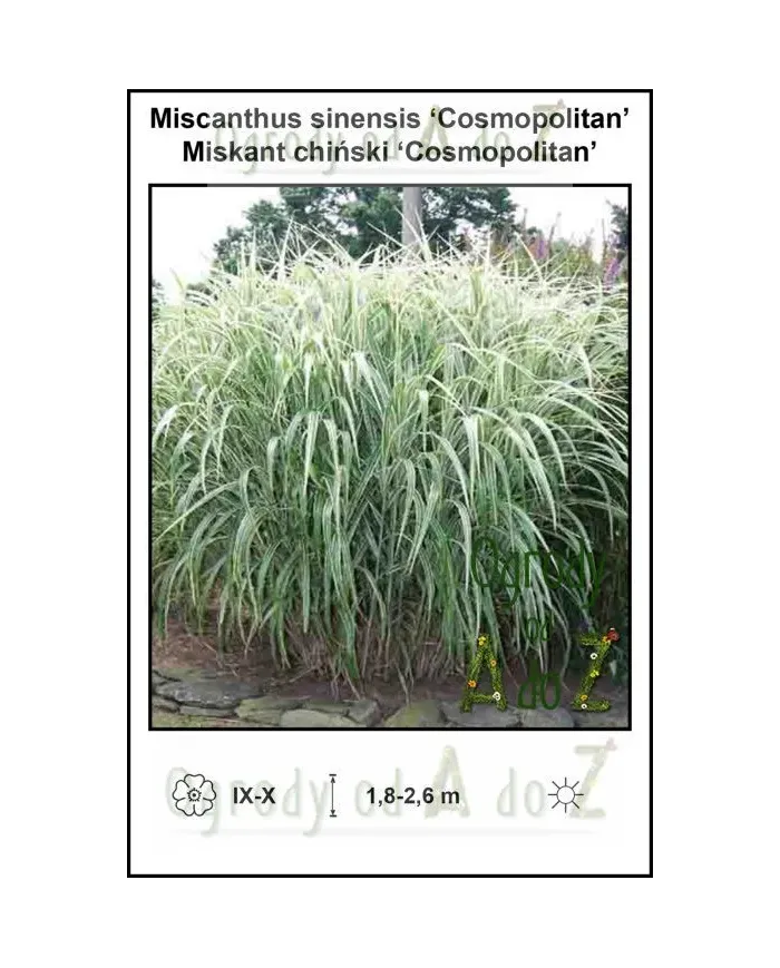 Miscanthus-sinensis-Cosmopolitan.jpg Miscanthus-sinensis-Cosmopolitan.jpg