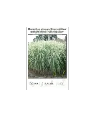 Miscanthus-sinensis-Cosmopolitan.jpg Miscanthus-sinensis-Cosmopolitan.jpg
