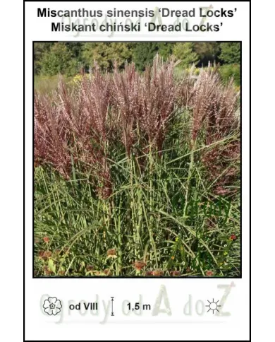 Miscanthus-sinensis-Dread-Locks.jpg