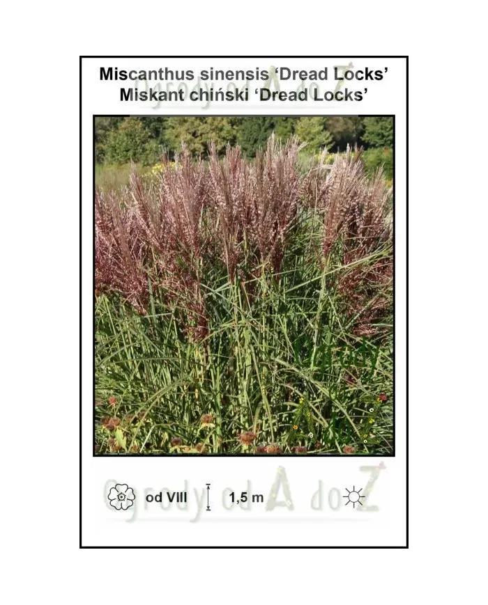 Miscanthus-sinensis-Dread-Locks.jpg Miscanthus-sinensis-Dread-Locks.jpg