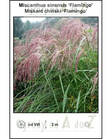 Miscanthus-sinensis-Flamingo.jpg