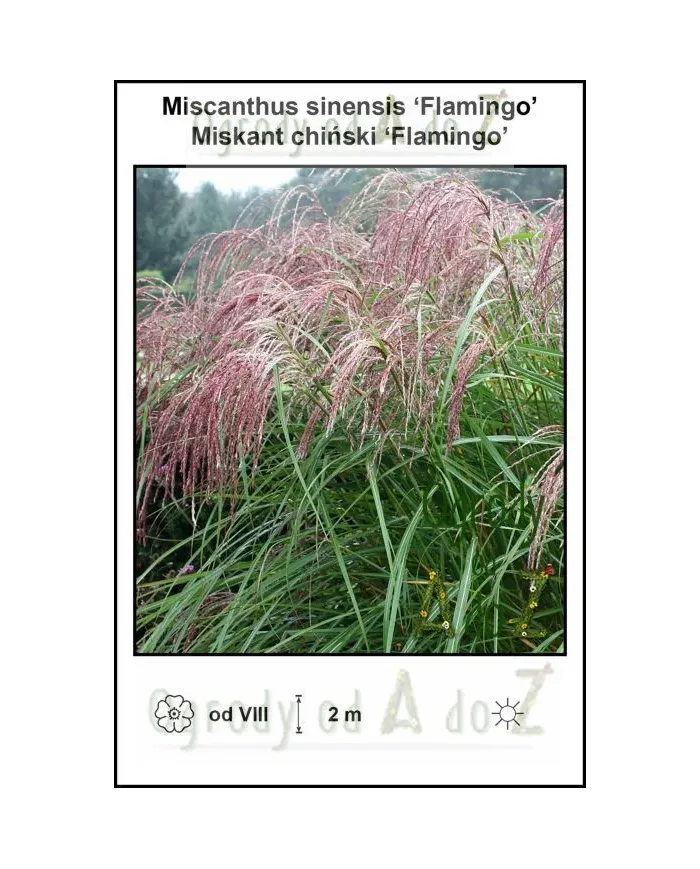 Miscanthus-sinensis-Flamingo.jpg