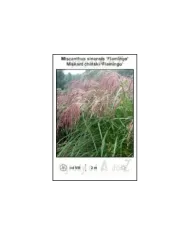 Miscanthus-sinensis-Flamingo.jpg