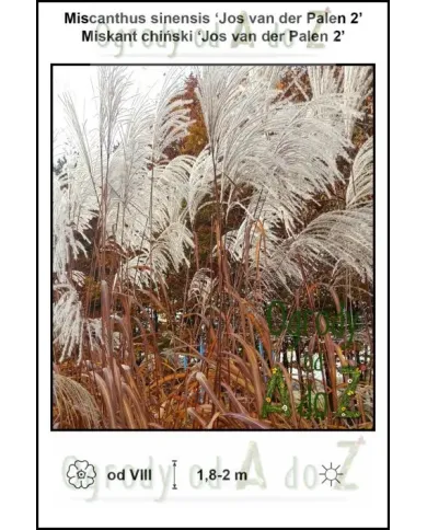 Miscanthus-sinensis-Jos-van-der-Palen-2.jpg