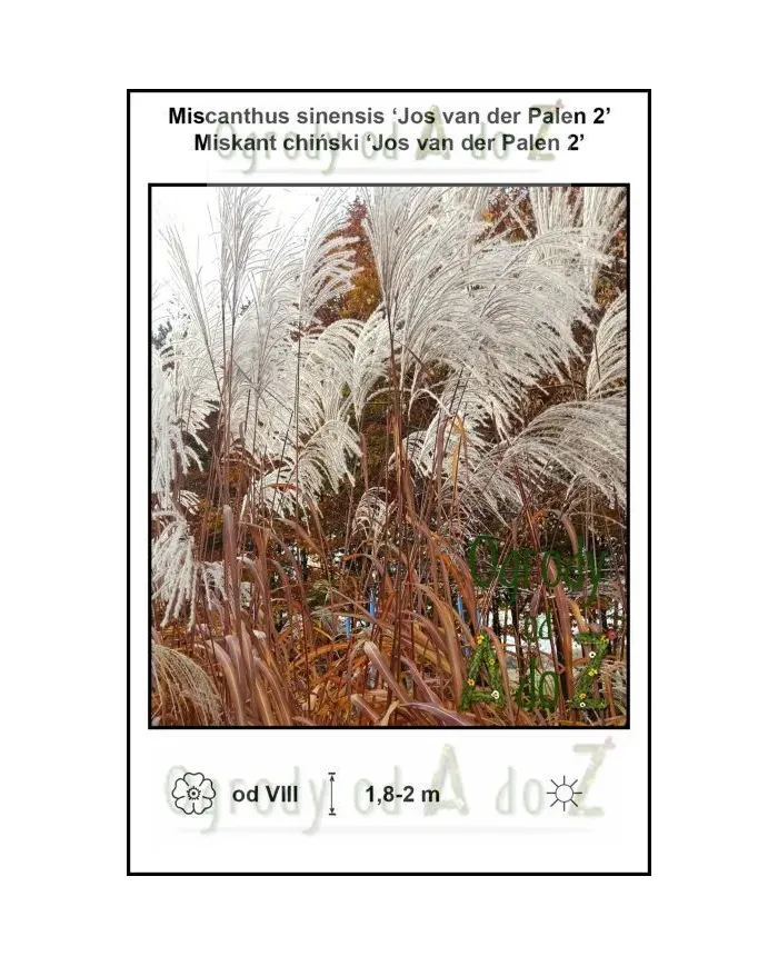Miscanthus-sinensis-Jos-van-der-Palen-2.jpg