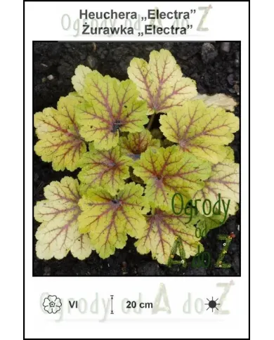 Heuchera-Electra.jpg Heuchera-Electra.jpg