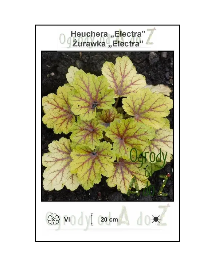 Heuchera-Electra.jpg Heuchera-Electra.jpg