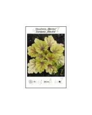 Heuchera-Electra.jpg Heuchera-Electra.jpg