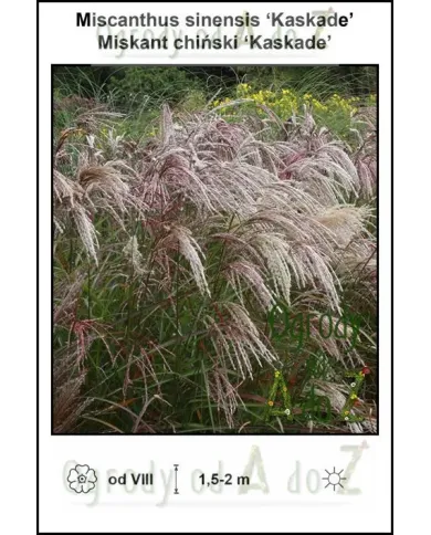 Miscanthus-sinensis-Kaskade.jpg