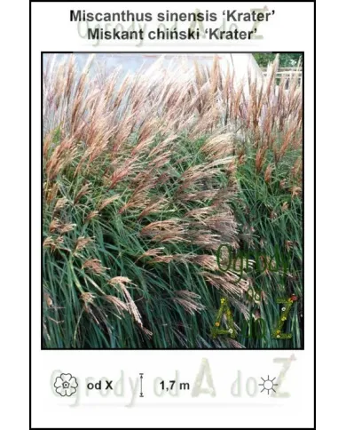 Miscanthus-sinensis-Krater.jpg