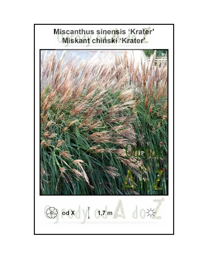 Miscanthus-sinensis-Krater.jpg