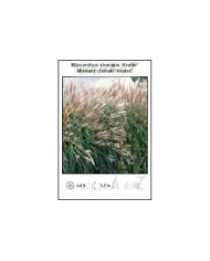 Miscanthus-sinensis-Krater.jpg