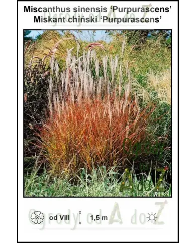Miscanthus-sinensis-Purpurascens.jpg