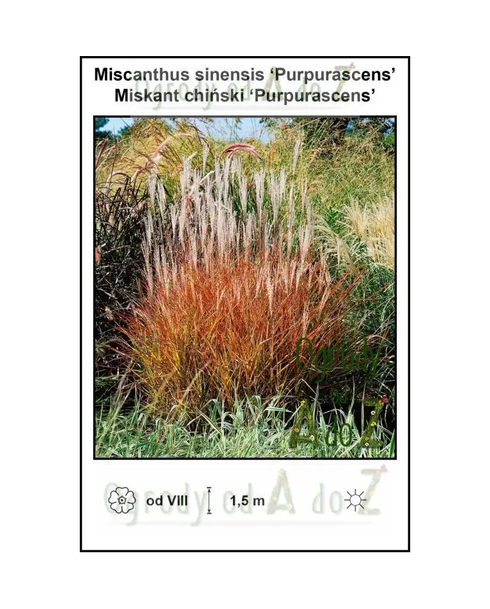 Miscanthus-sinensis-Purpurascens.jpg