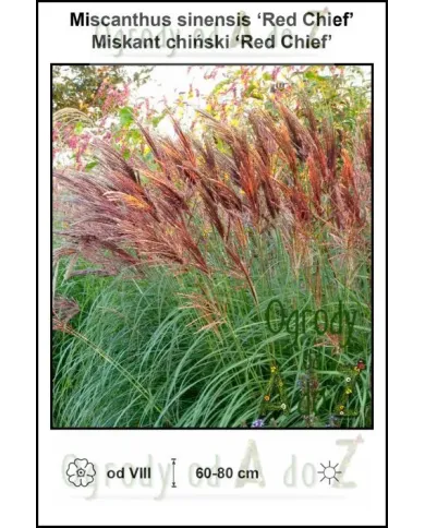 Miscanthus-sinensis-Red-Chief.jpg