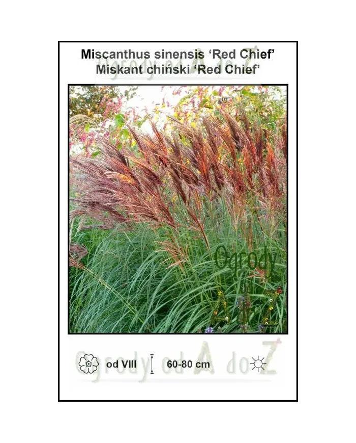 Miscanthus-sinensis-Red-Chief.jpg