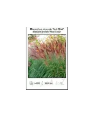 Miscanthus-sinensis-Red-Chief.jpg