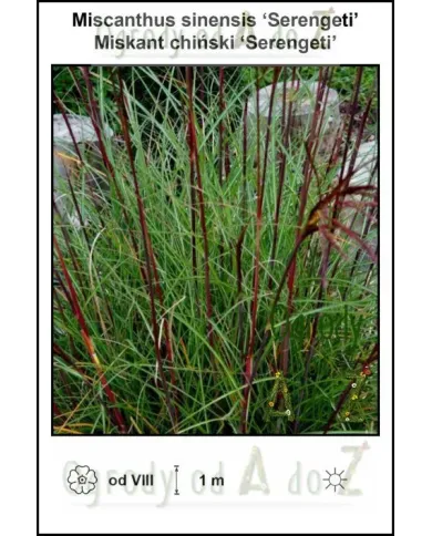 Miscanthus-sinensis-Serengeti.jpg