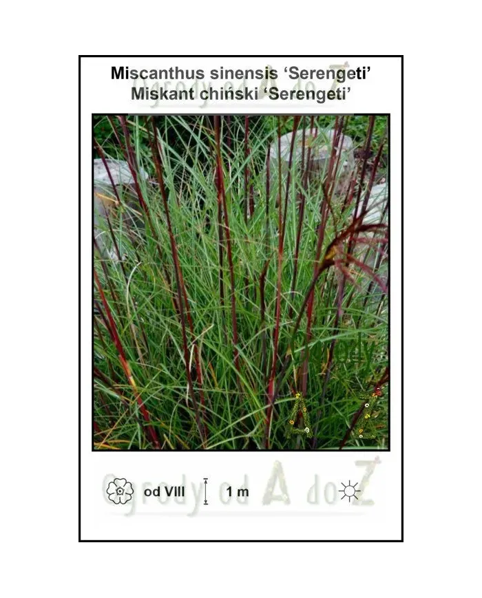 Miscanthus-sinensis-Serengeti.jpg