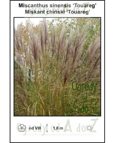Miscanthus-sinensis-Touareg.jpg