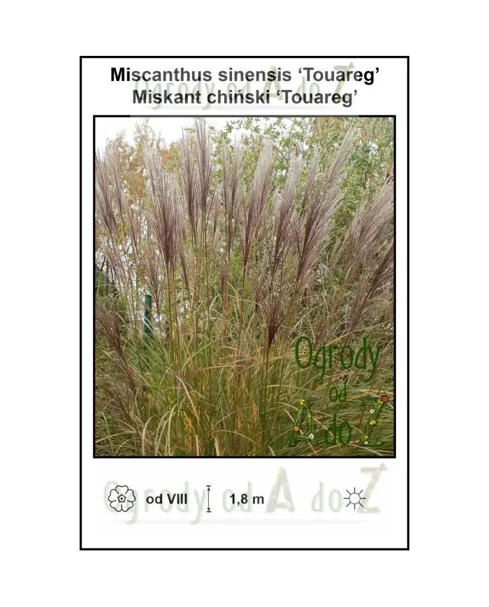 Miscanthus-sinensis-Touareg.jpg