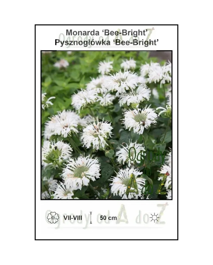 Monarda-Bee-Bright.jpg