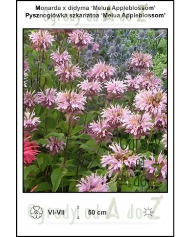 Monarda-x-didyma-Melua-Appleblossom.jpg