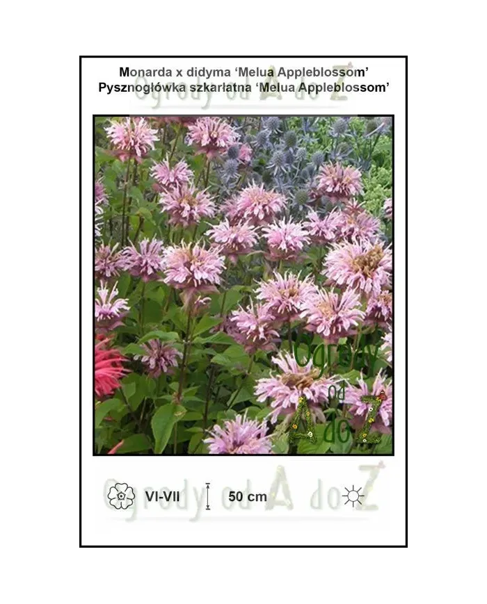 Monarda-x-didyma-Melua-Appleblossom.jpg