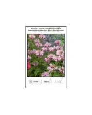 Monarda-x-didyma-Melua-Appleblossom.jpg