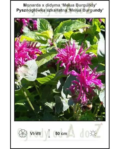 Monarda-x-didyma-Melua-Burgundy.jpg