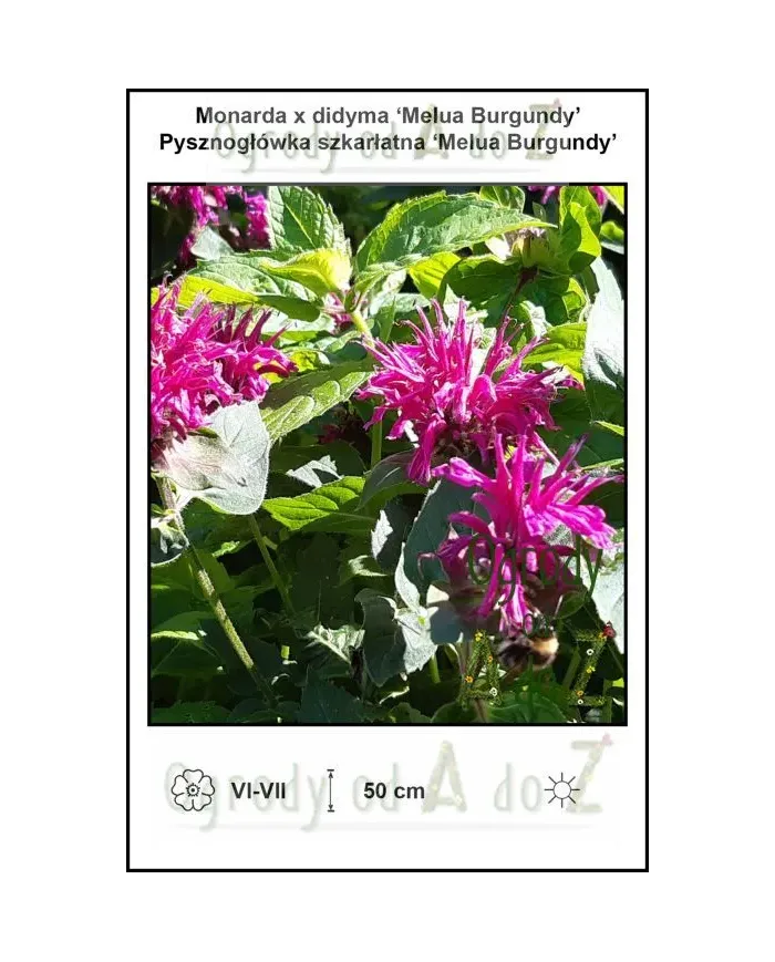 Monarda-x-didyma-Melua-Burgundy.jpg