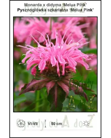 Monarda-x-didyma-Melua-Pink.jpg