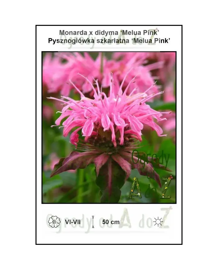 Monarda-x-didyma-Melua-Pink.jpg