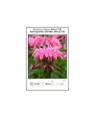 Monarda-x-didyma-Melua-Pink.jpg