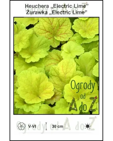 Heuchera-Electric-Lime.jpg Heuchera-Electric-Lime.jpg