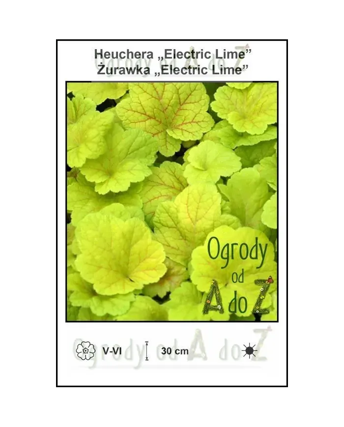 Heuchera-Electric-Lime.jpg Heuchera-Electric-Lime.jpg