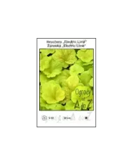 Heuchera-Electric-Lime.jpg Heuchera-Electric-Lime.jpg