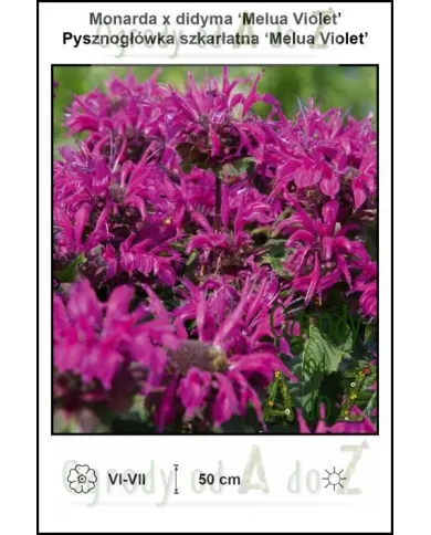 Monarda-x-didyma-Melua-Violet.jpg