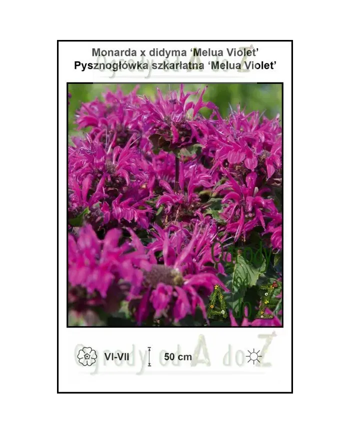 Monarda-x-didyma-Melua-Violet.jpg