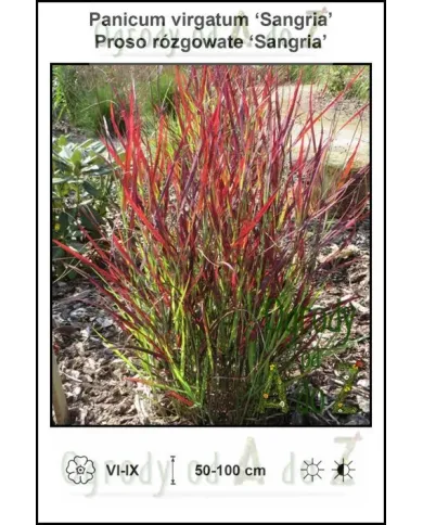 Panicum-virgatum-Sangria.jpg