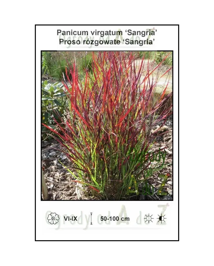 Panicum-virgatum-Sangria.jpg